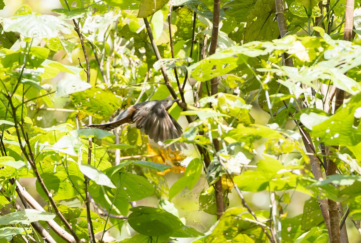 Moluccan Brush Cuckoo - ML645261259