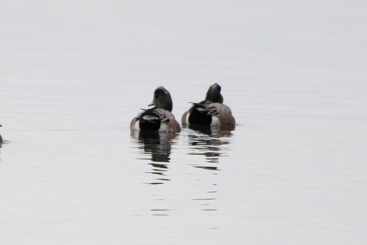 American Wigeon - ML645261262