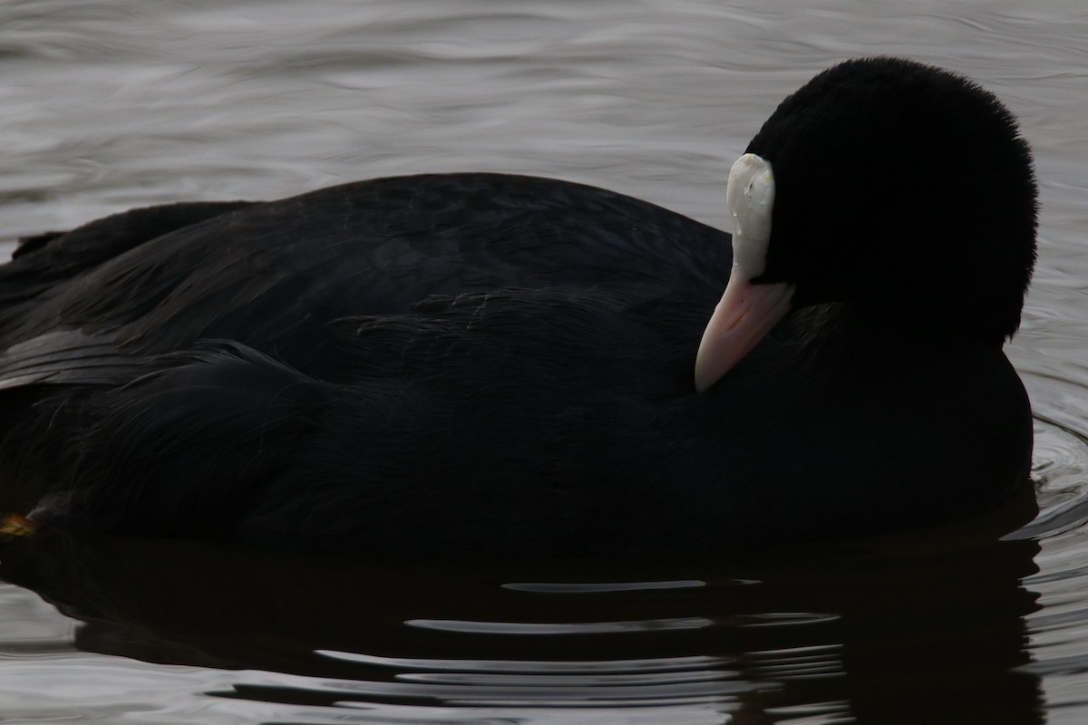 Eurasian Coot - ML645261266