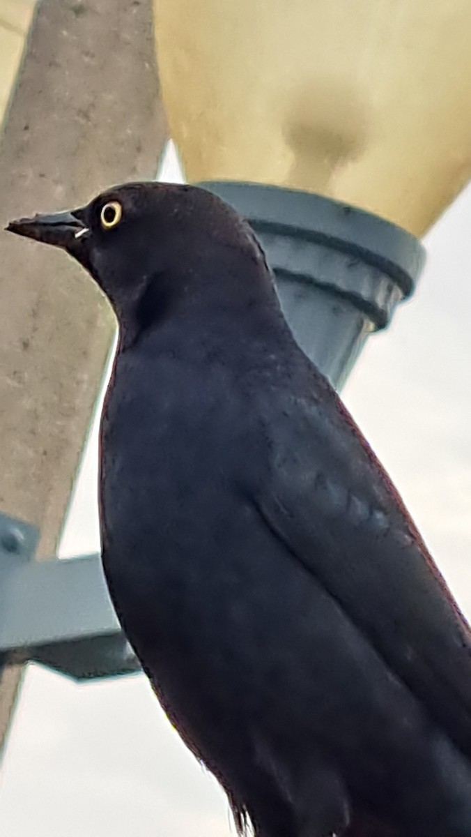 Brewer Karatavuğu - ML645261267