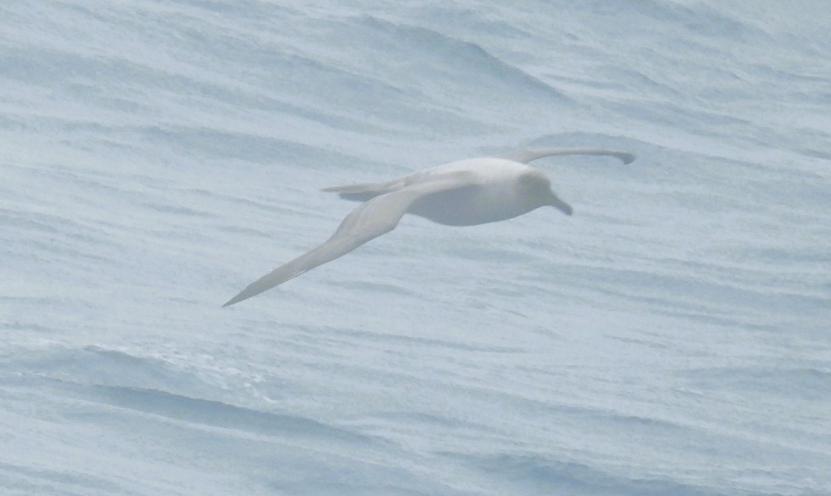 Graumantelalbatros - ML645261274