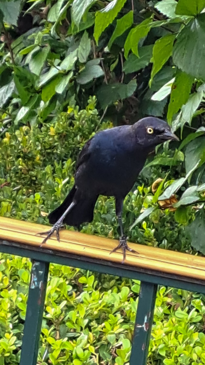 Brewer Karatavuğu - ML645261282