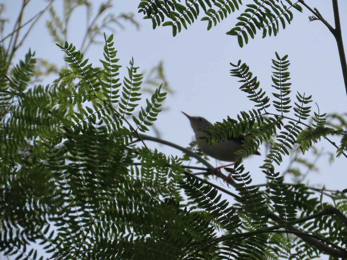 Common Tailorbird - ML645261292