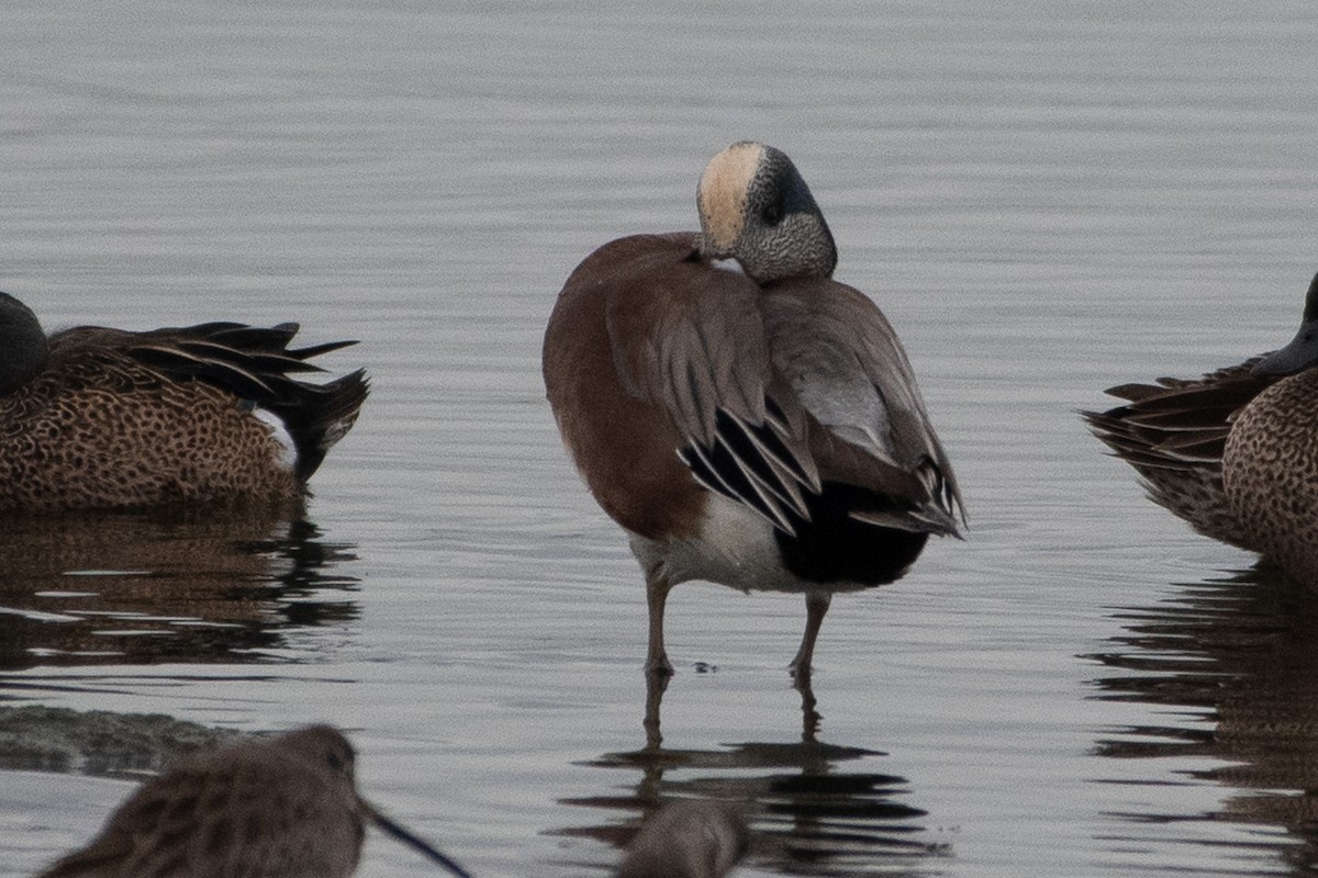 American Wigeon - ML645261293