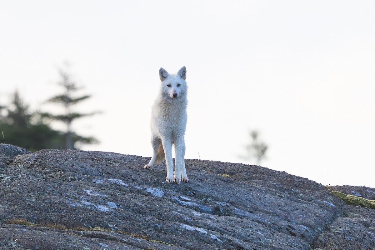 Coyote - ML645261309