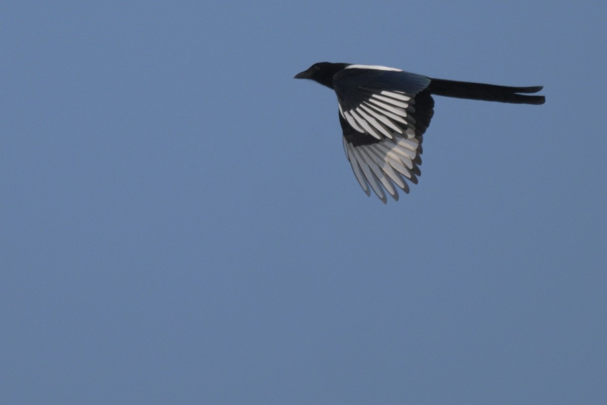 Orientelster - ML645261315