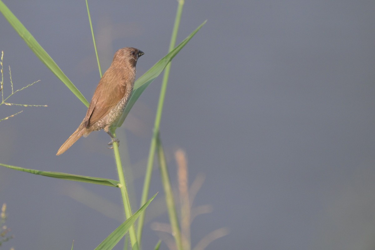 Scaly-breasted Munia - ML645261326