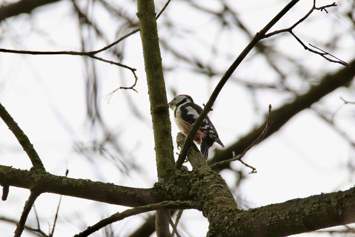 Middle Spotted Woodpecker - ML645261333