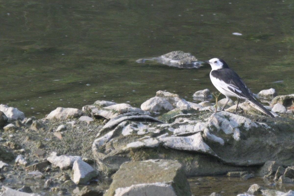 konipas bílý - ML645261337