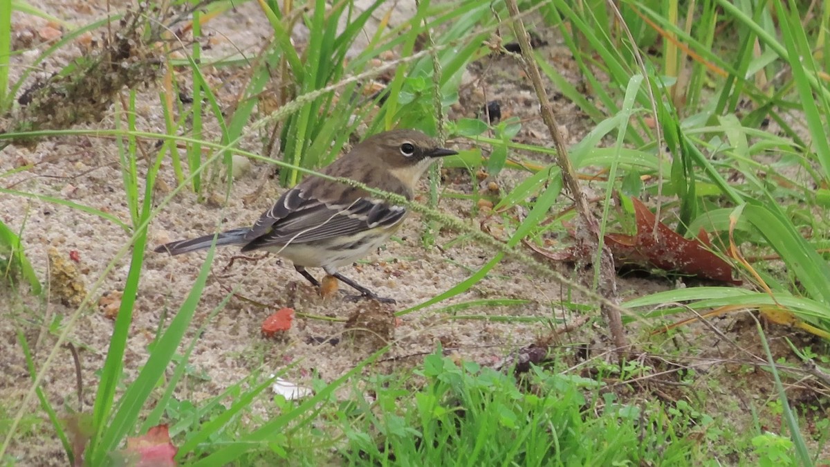 lesňáček žlutoskvrnný - ML645261346