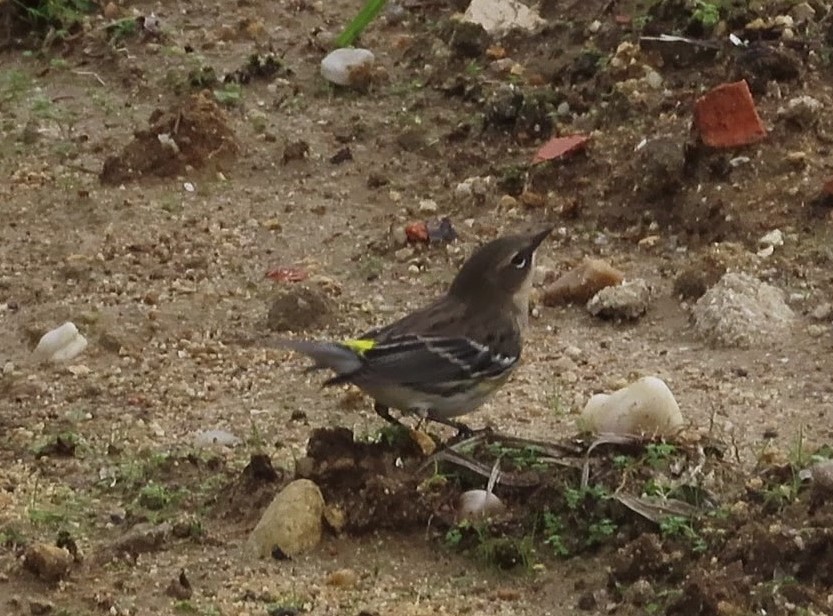 lesňáček žlutoskvrnný - ML645261347