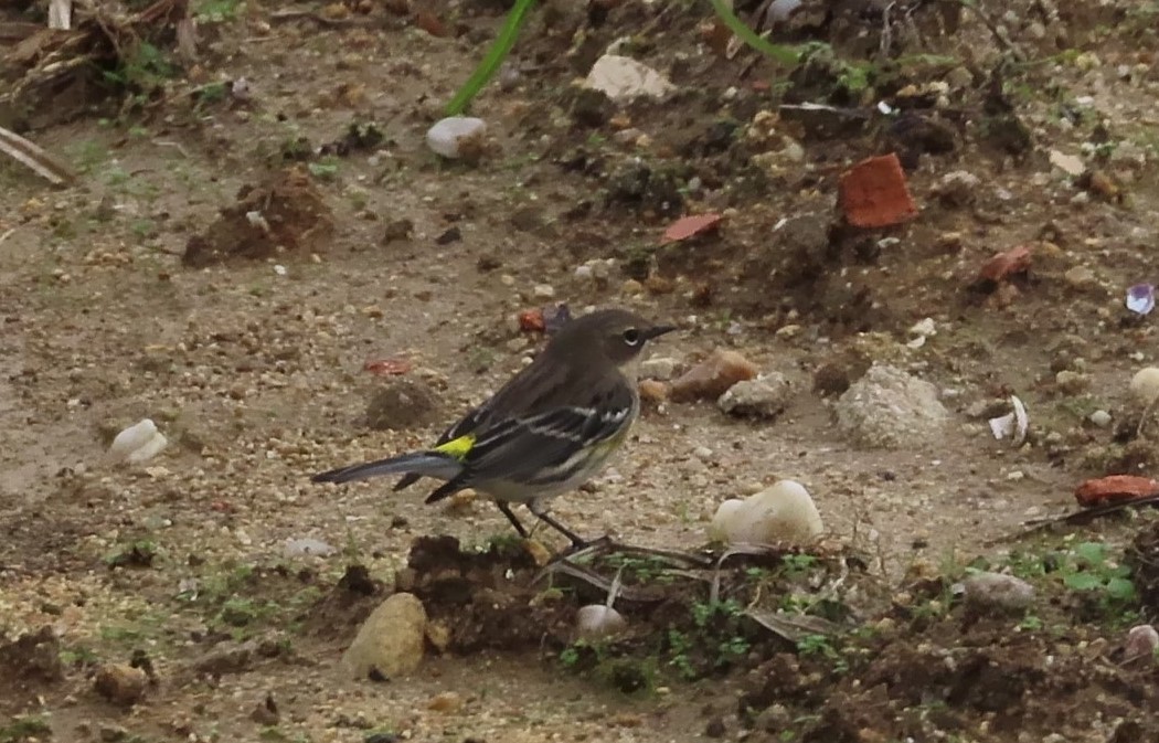 lesňáček žlutoskvrnný - ML645261349