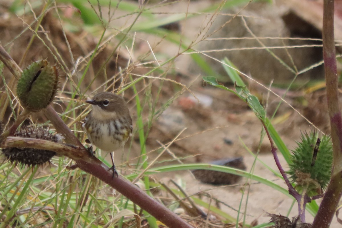 lesňáček žlutoskvrnný - ML645261351