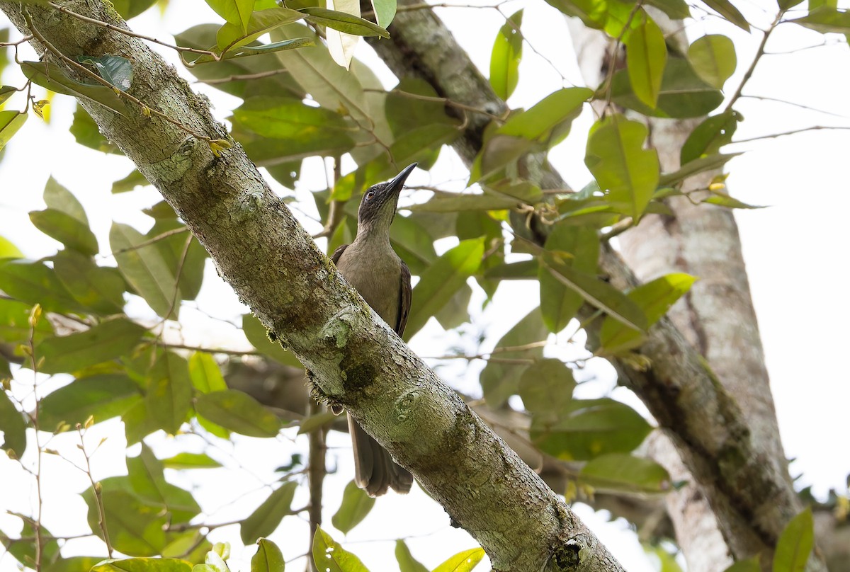 Buru Oriole - ML645261370