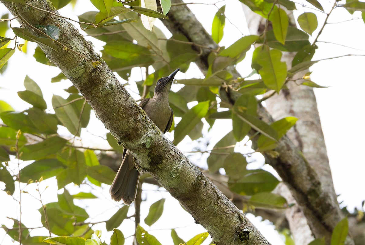 Buru Oriole - ML645261371