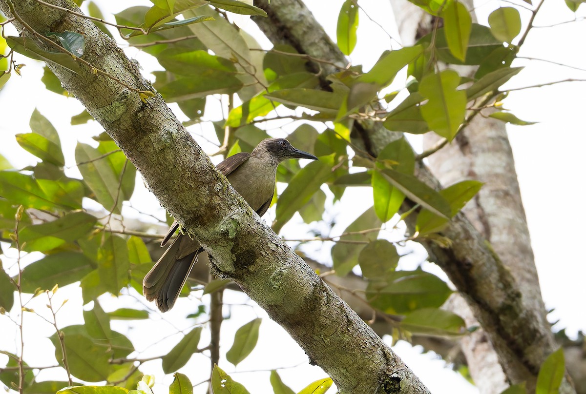 Buru Oriole - ML645261372