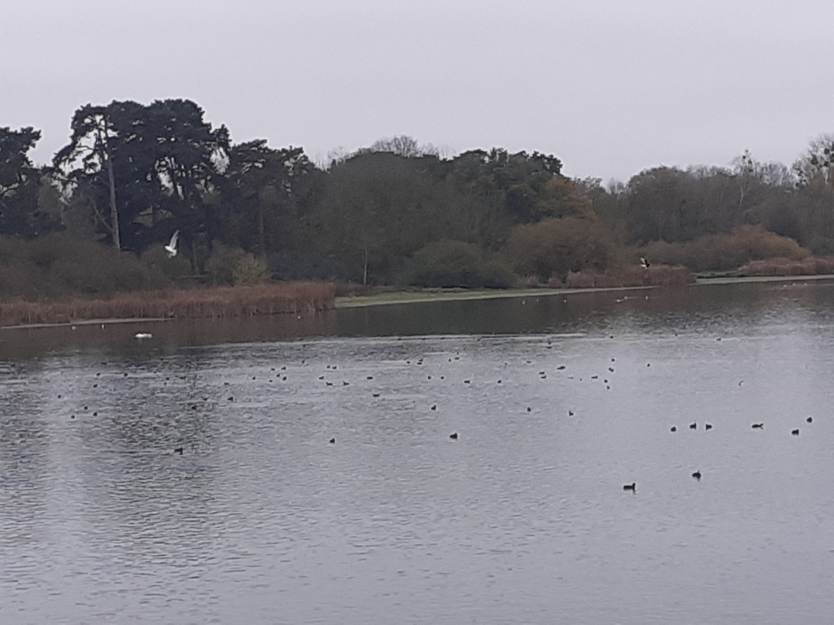 White-winged Tern - ML645261373