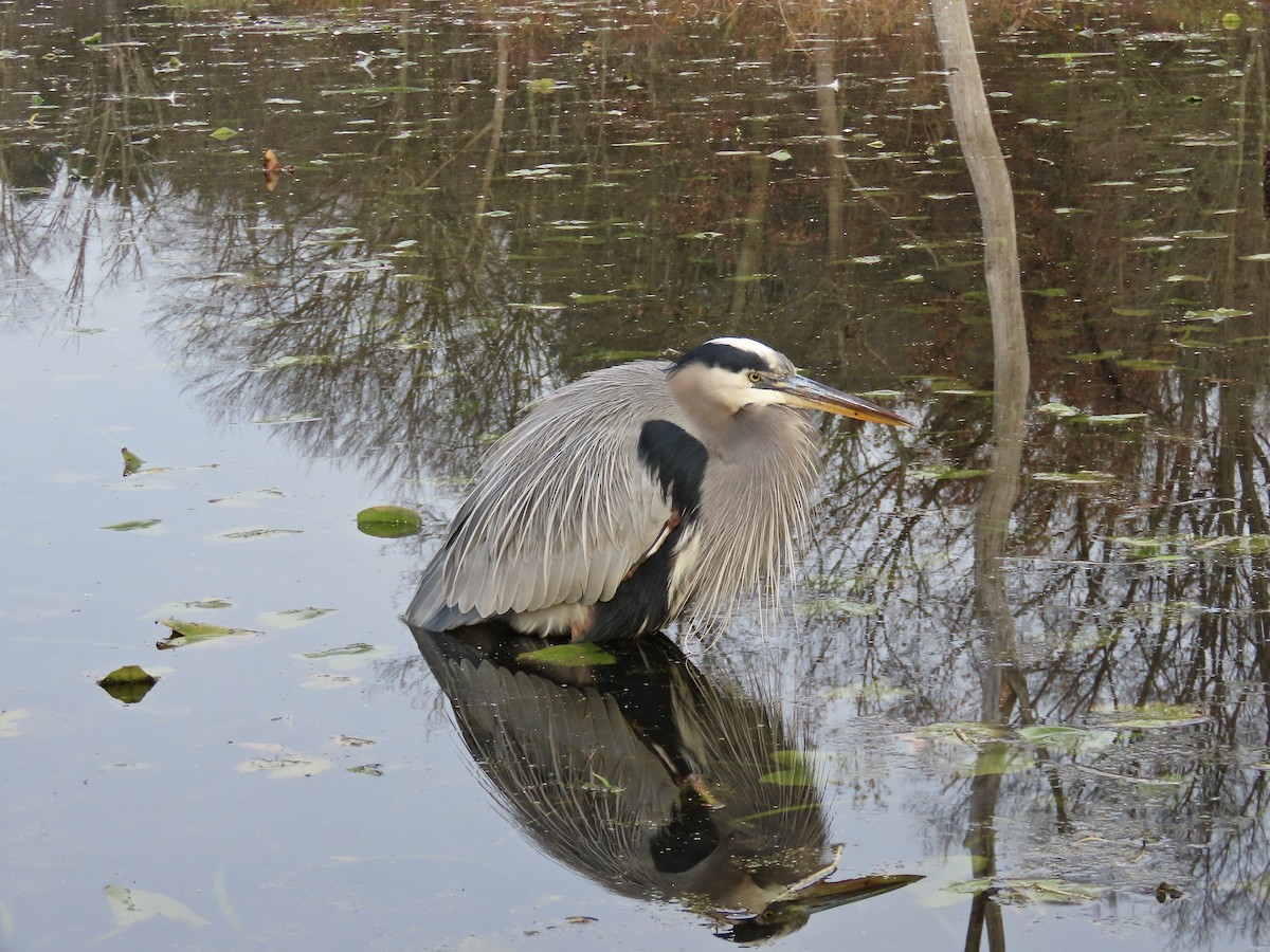 Great Blue Heron - ML645261376