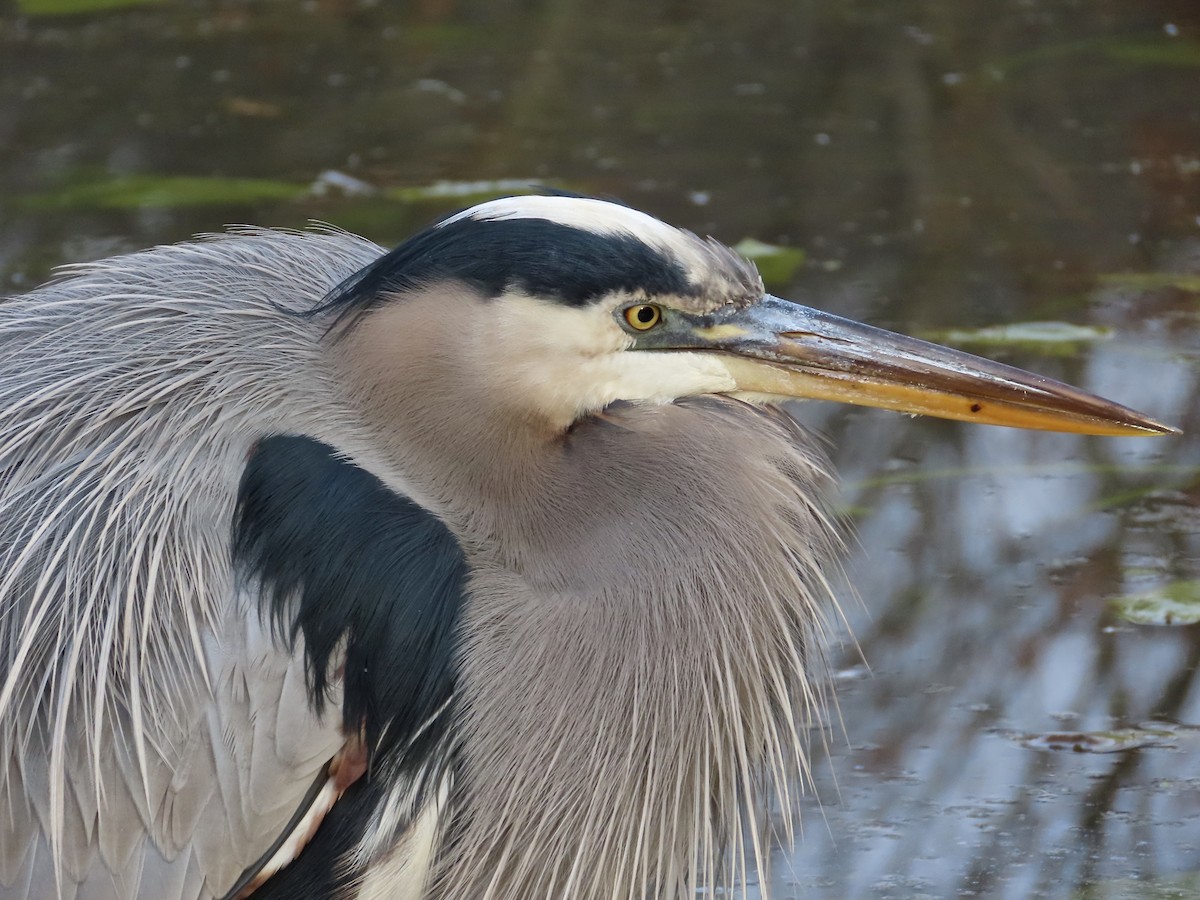 Great Blue Heron - ML645261381