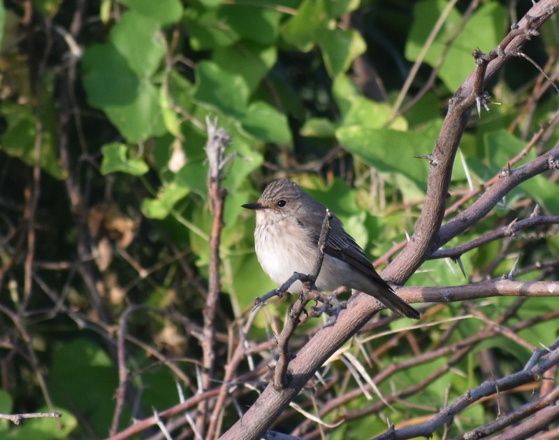 Spotted Flycatcher - ML645261393