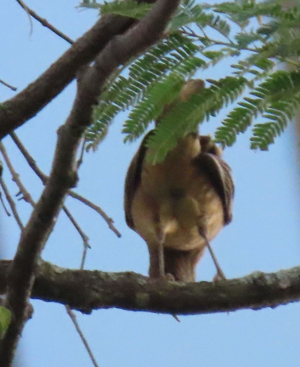 Merle fauve - ML645261401