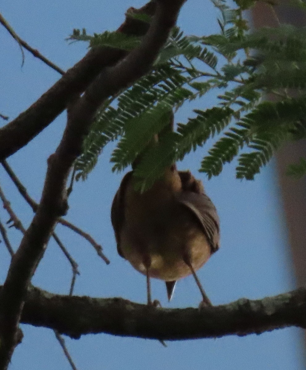 Merle fauve - ML645261402