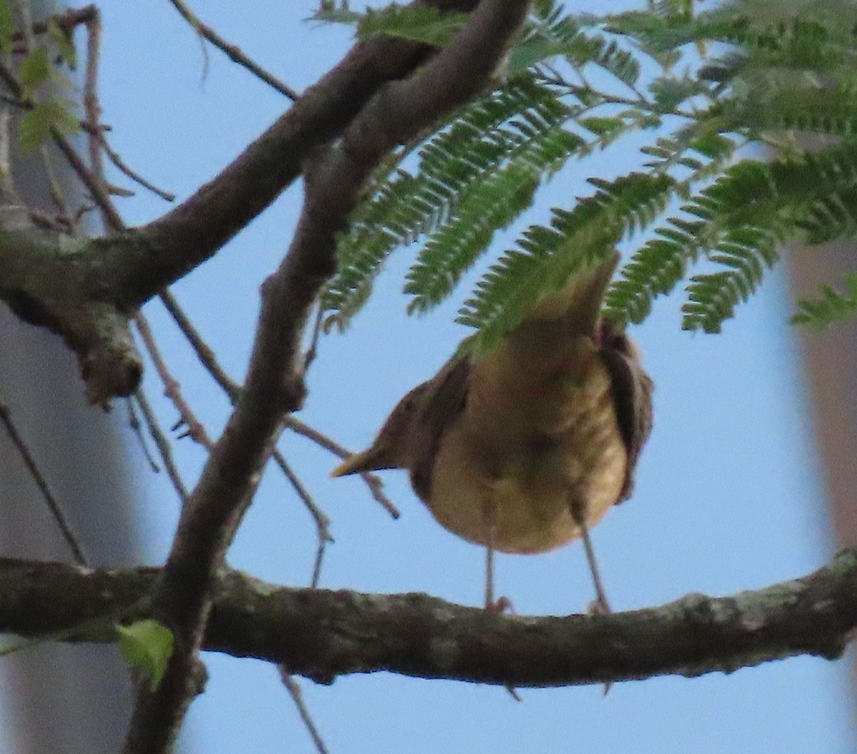 Merle fauve - ML645261403