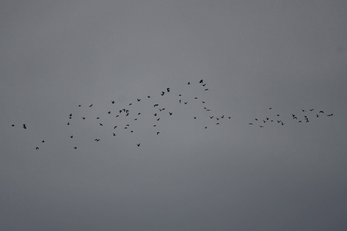 Wilson's Snipe - ML645261405