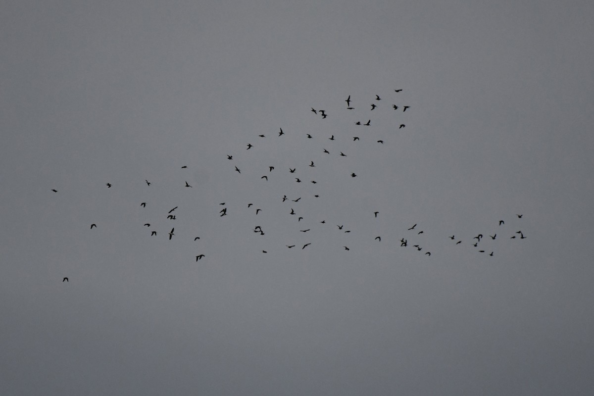 Wilson's Snipe - ML645261406