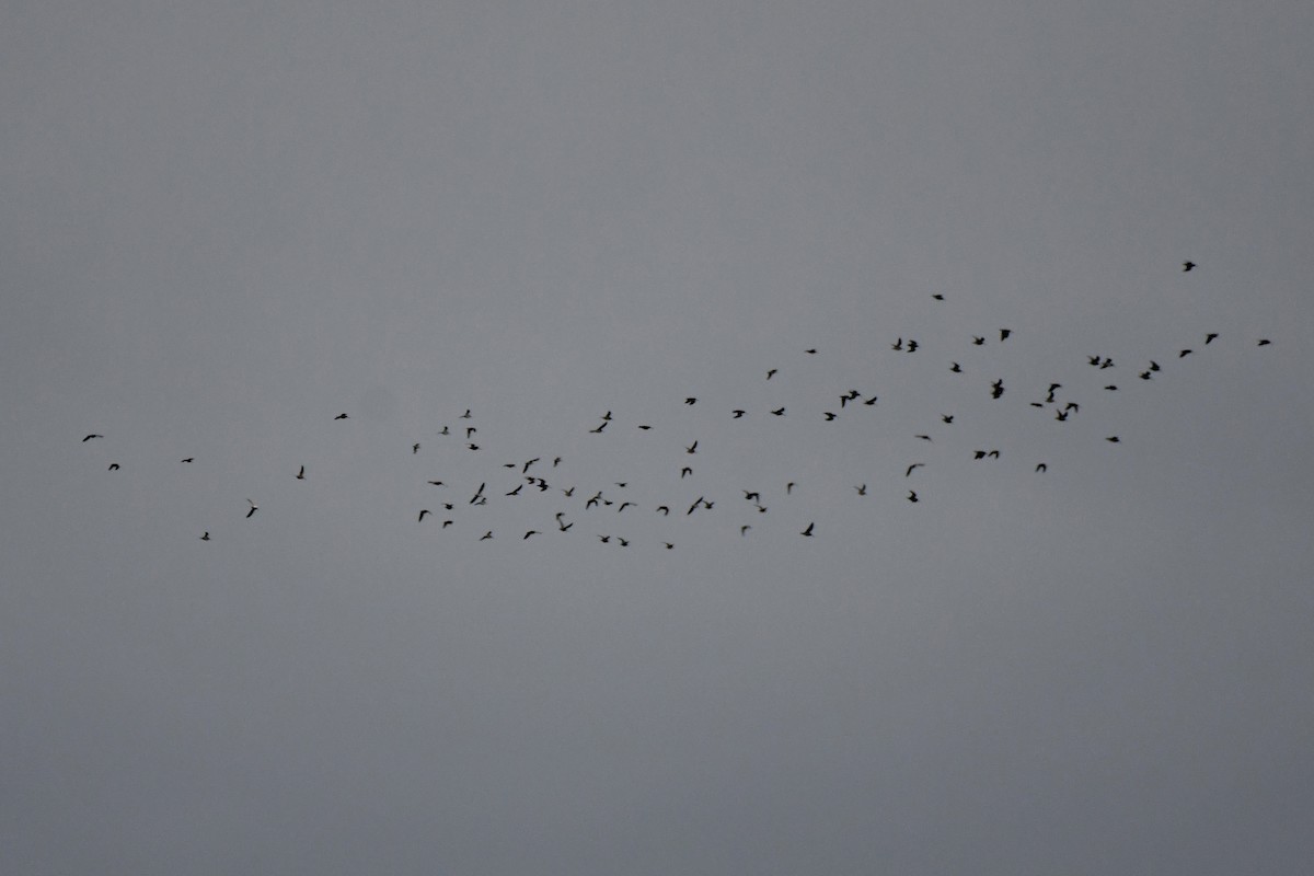 Wilson's Snipe - ML645261407