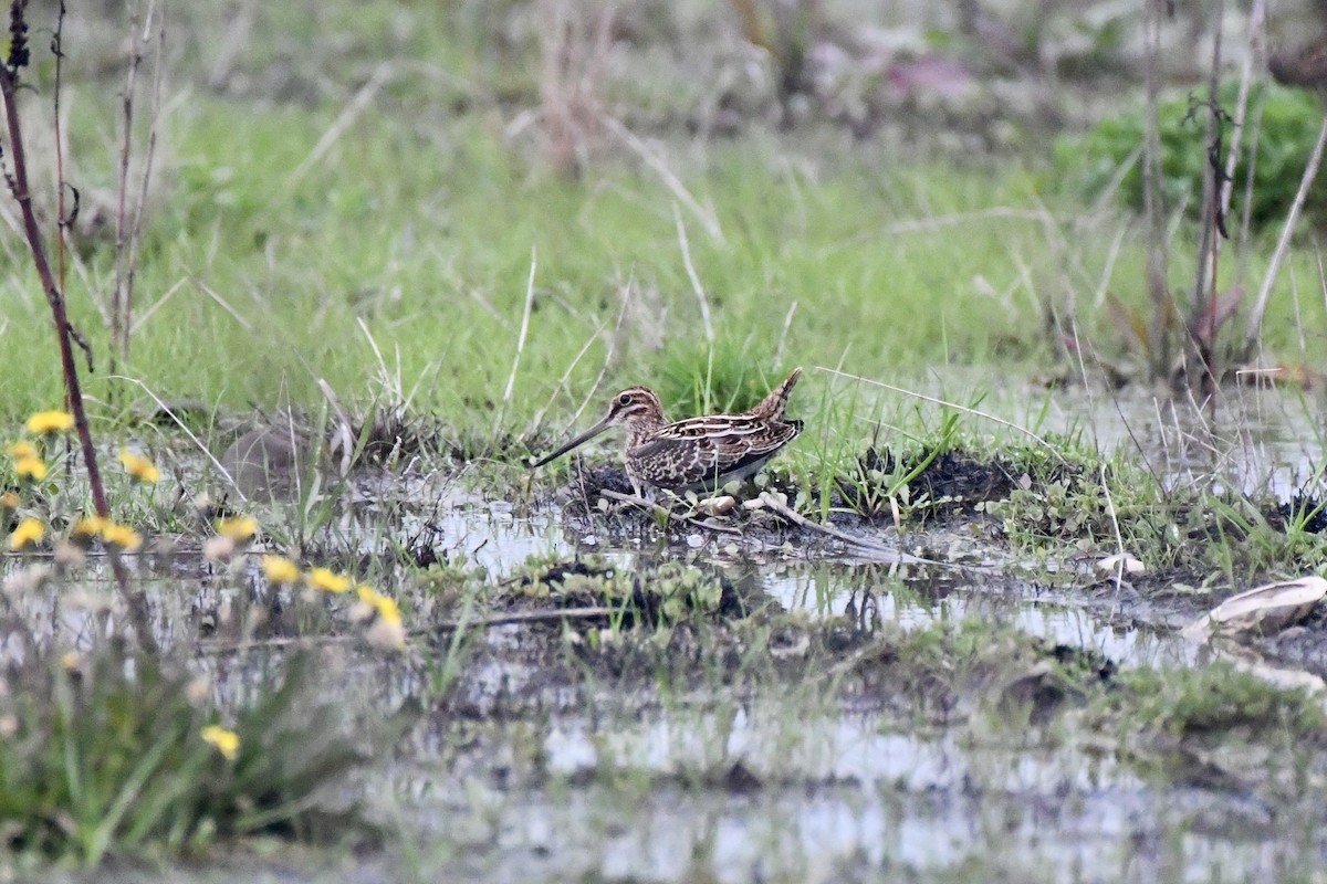 Wilson's Snipe - ML645261408