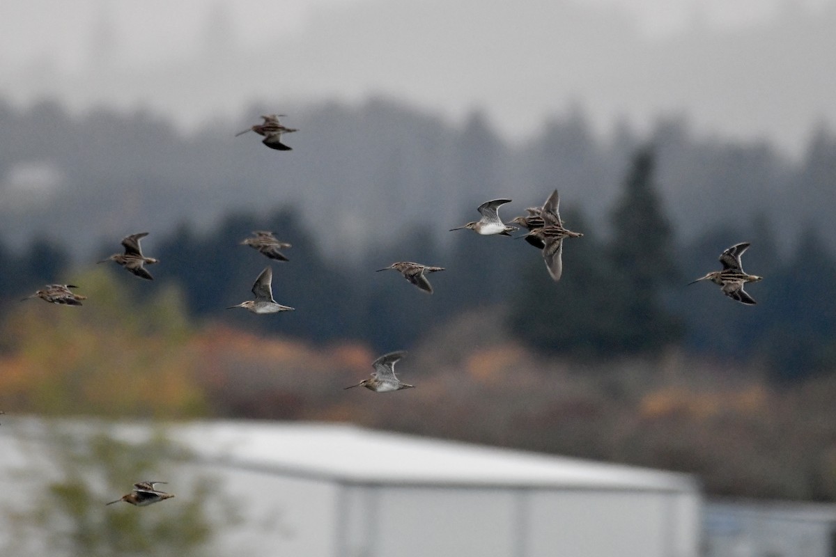 Wilson's Snipe - ML645261409