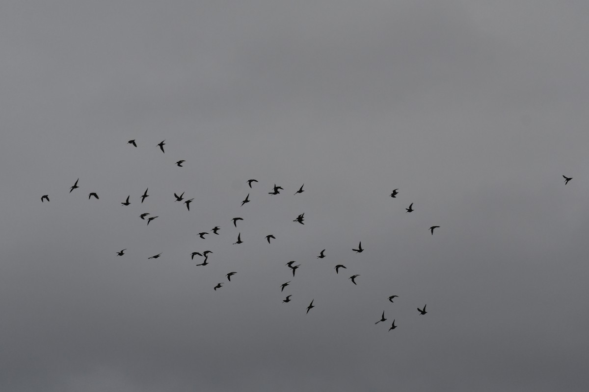 Wilson's Snipe - ML645261410