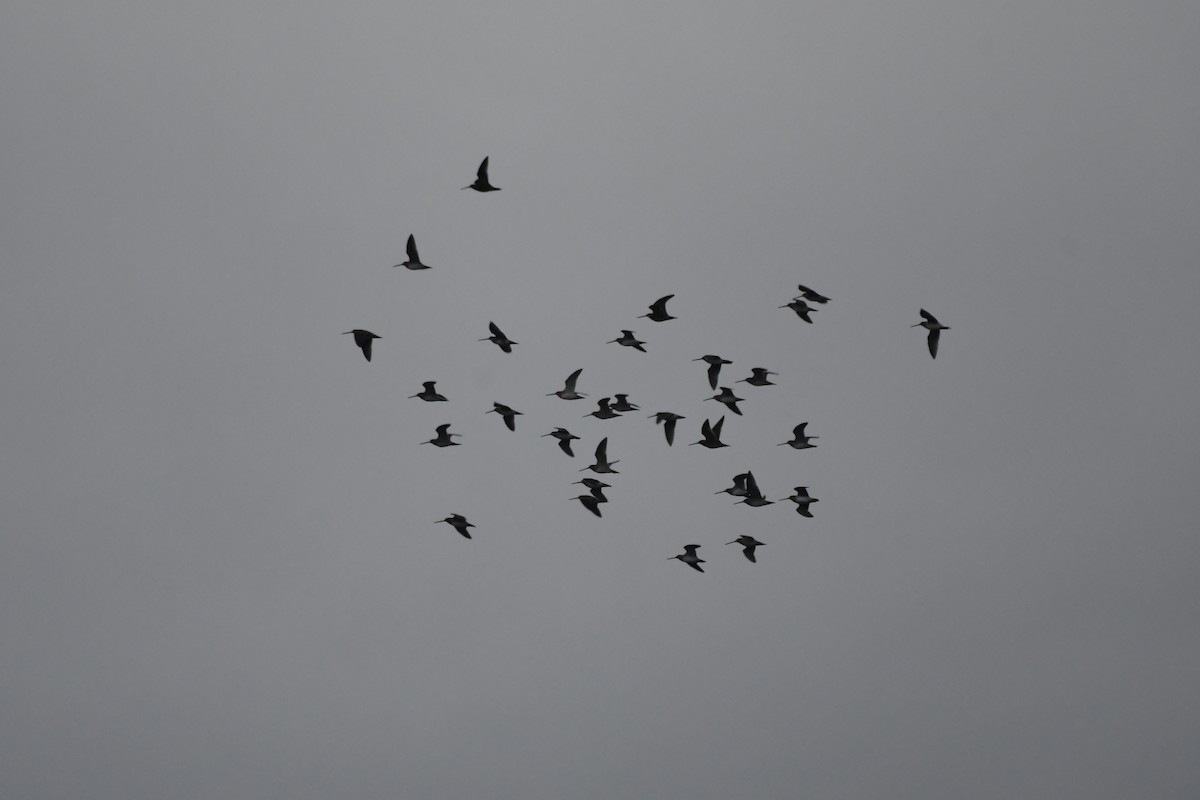 Wilson's Snipe - ML645261411