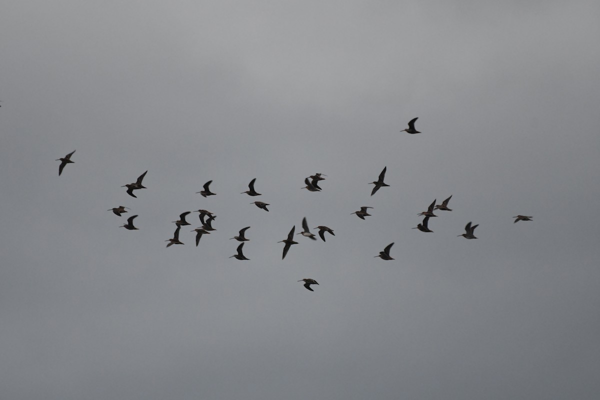 Wilson's Snipe - ML645261412