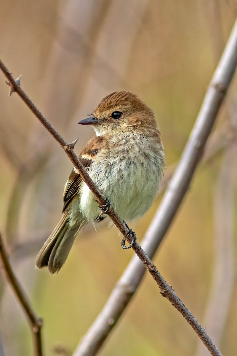 Bran-colored Flycatcher - ML645261434