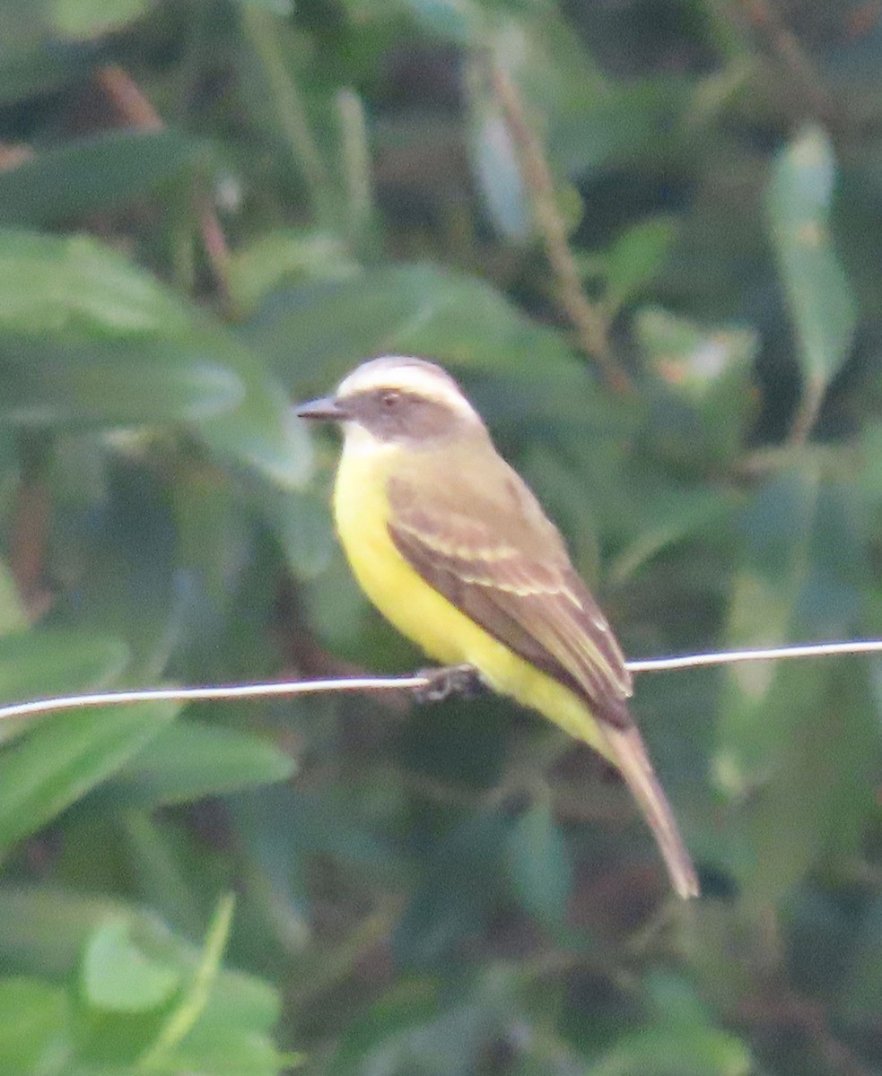 Sosyal Tiran - ML645261436