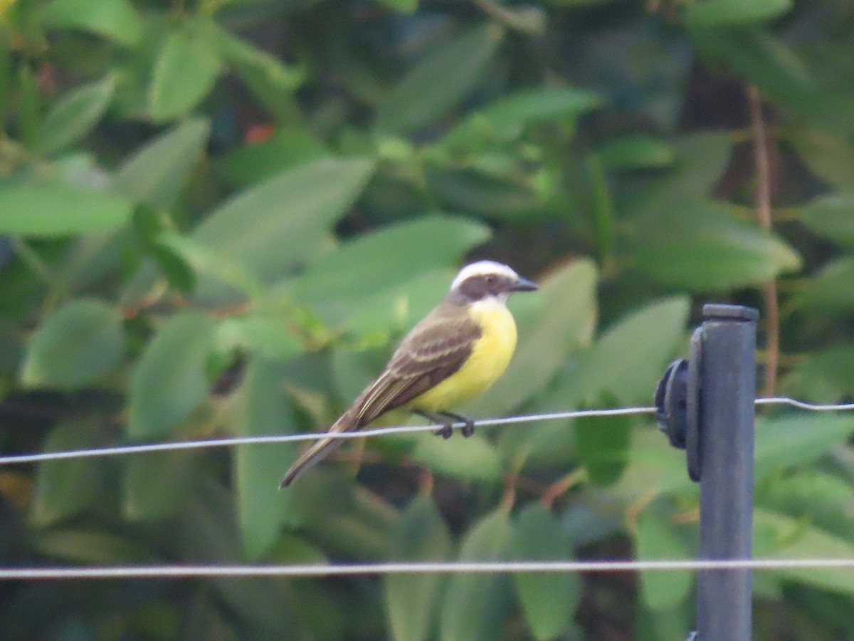 Sosyal Tiran - ML645261437