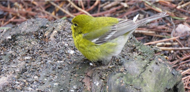 Pine Warbler - ML645261448