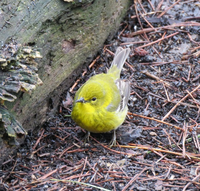 Pine Warbler - ML645261449