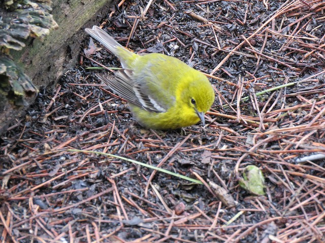 Pine Warbler - ML645261451