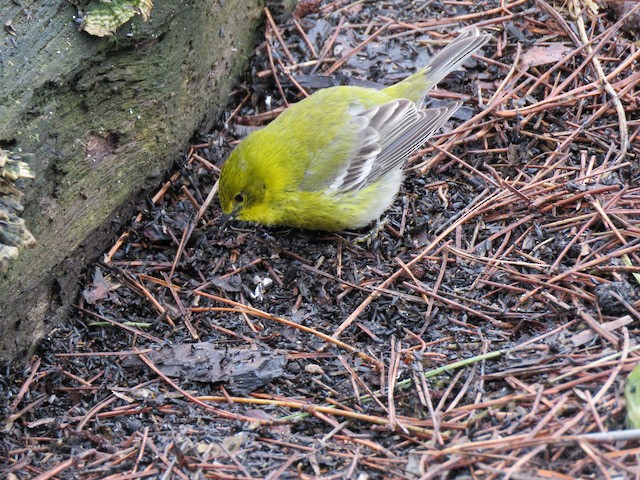 Pine Warbler - ML645261452