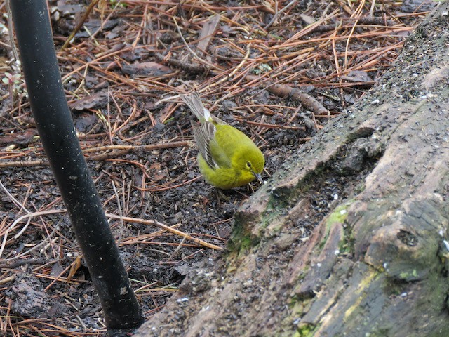 Pine Warbler - ML645261453