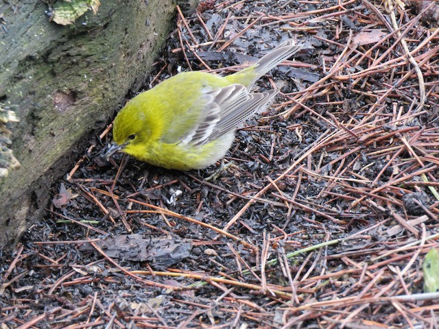Pine Warbler - ML645261454