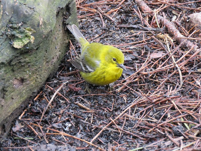 Pine Warbler - ML645261455