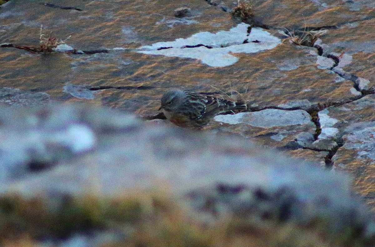 Alpine Accentor - ML645261461