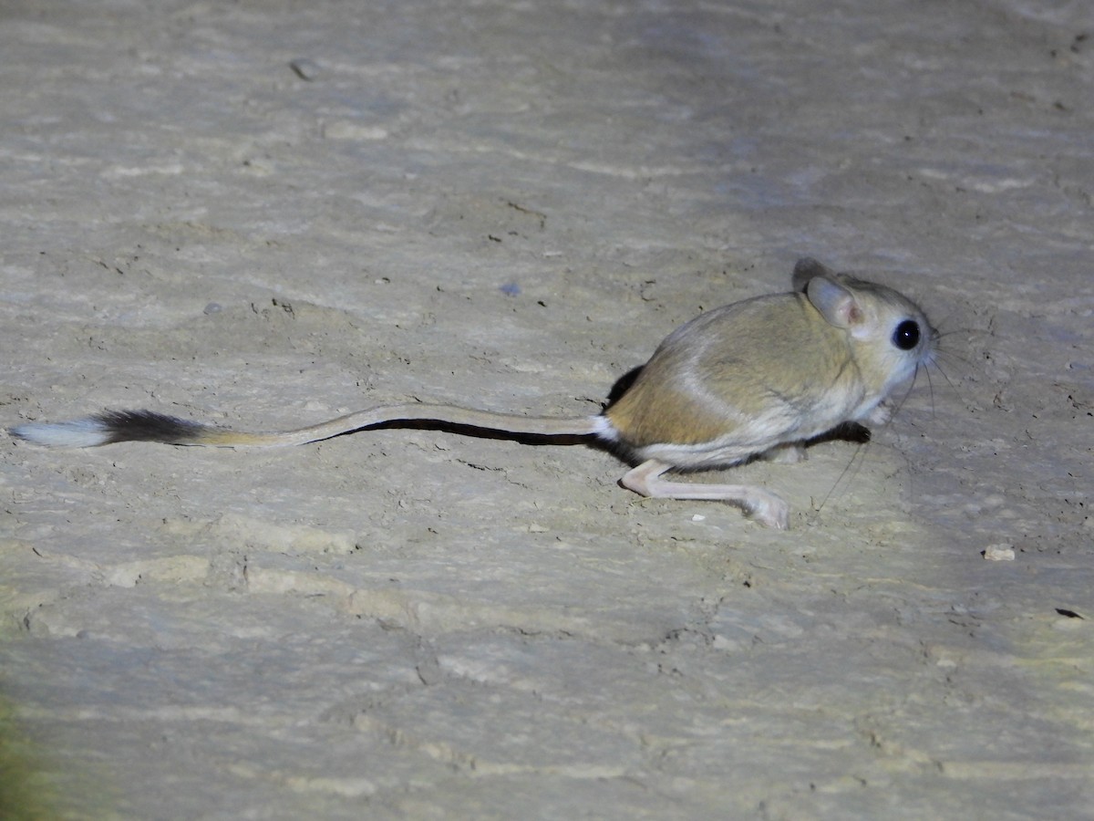 Arabian Jerboa - ML645261463