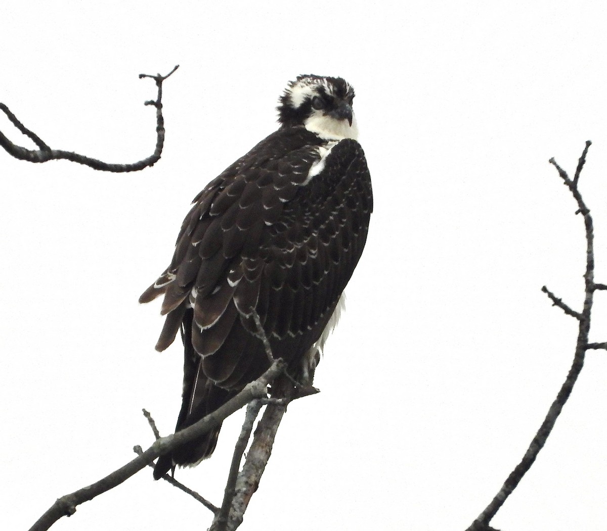 Osprey (American) - ML645261475