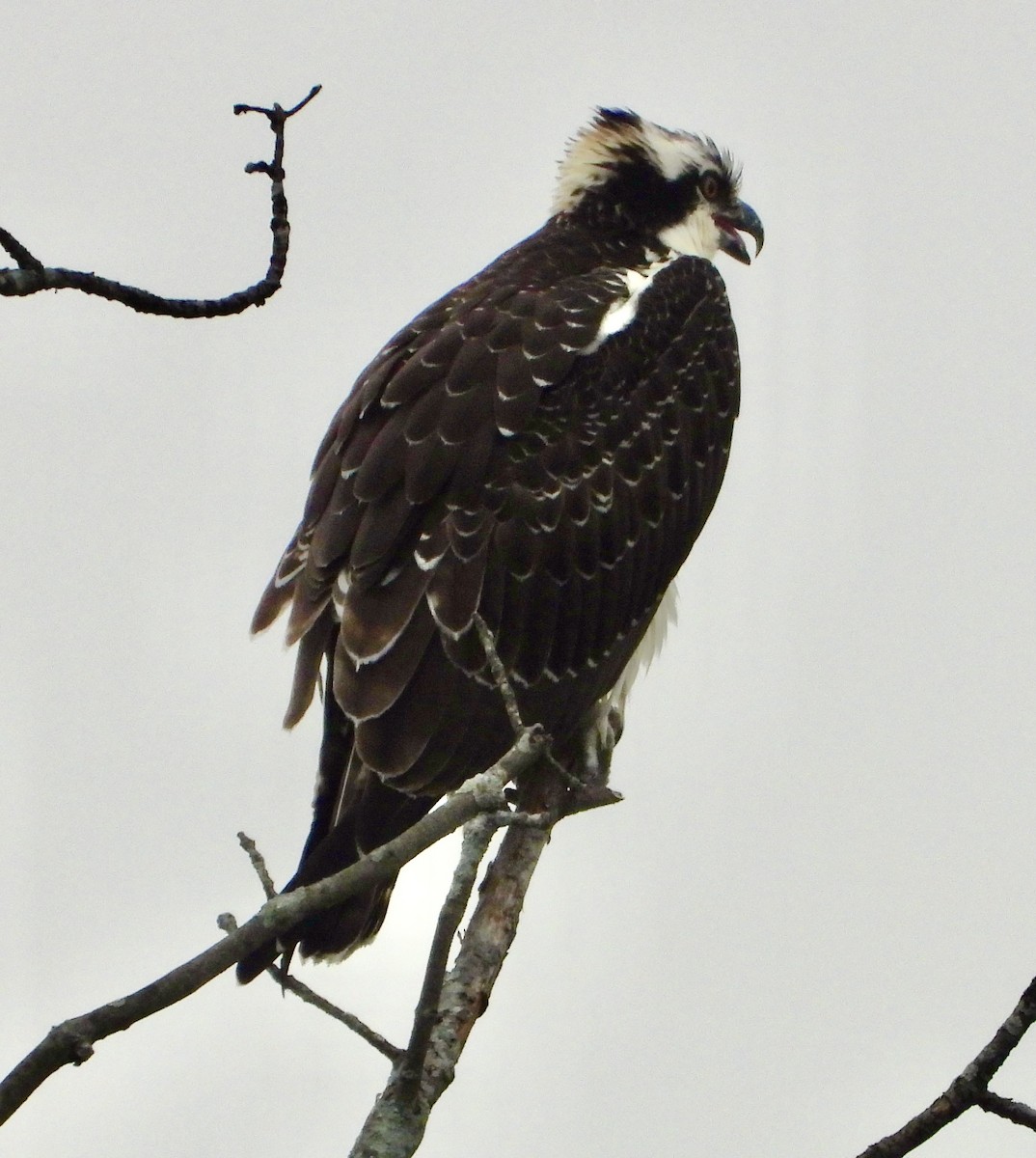 Osprey (American) - ML645261476