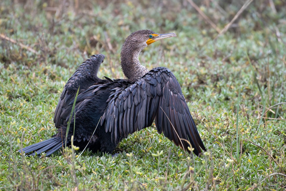 Cormoran à aigrettes - ML645261497